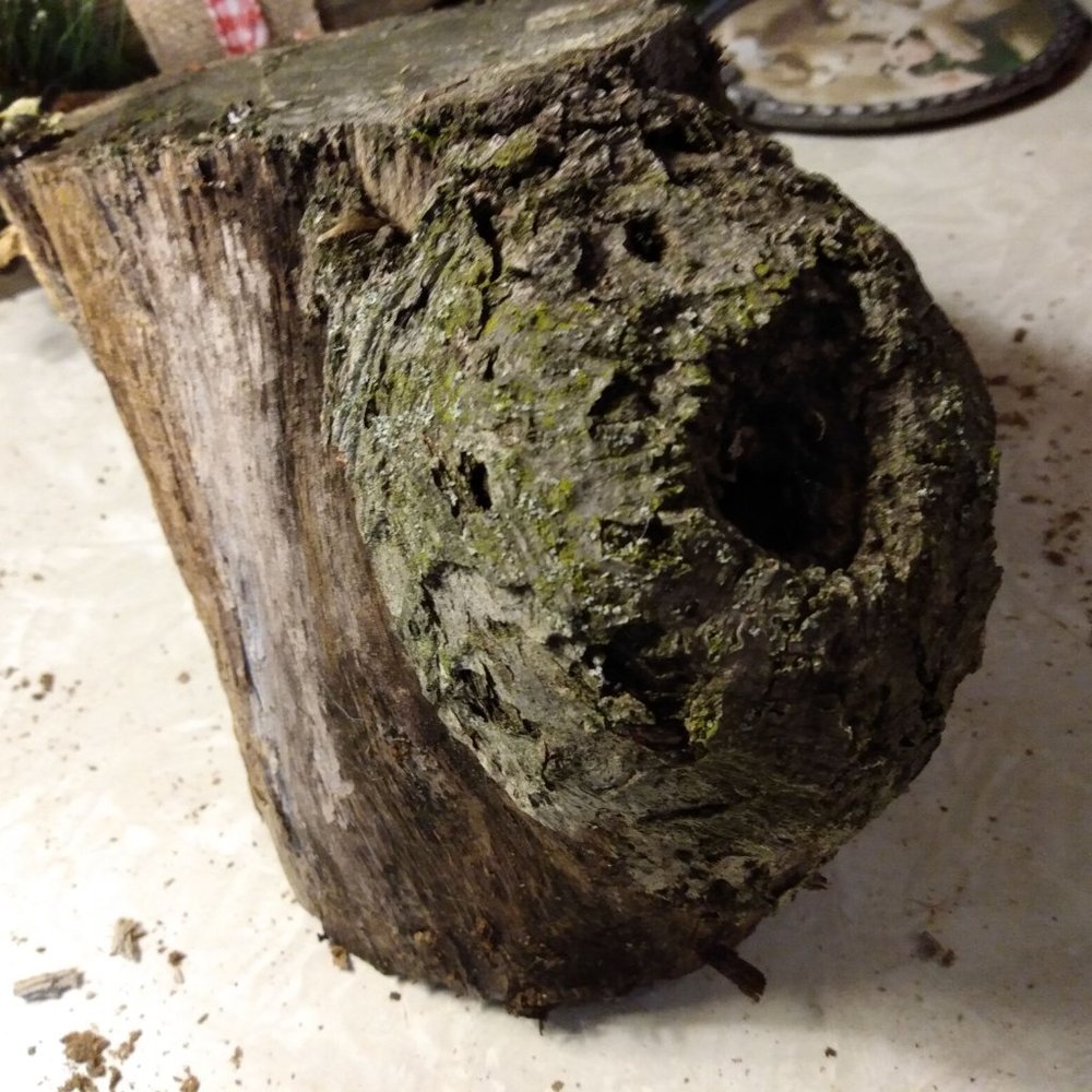 Small Real Wood Stump Fairy Garden Taxidermy Rustic Accent
